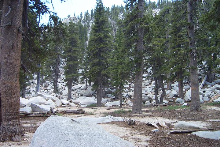 Trees and rocks... About 9500 feet in San Jacinto State Forest