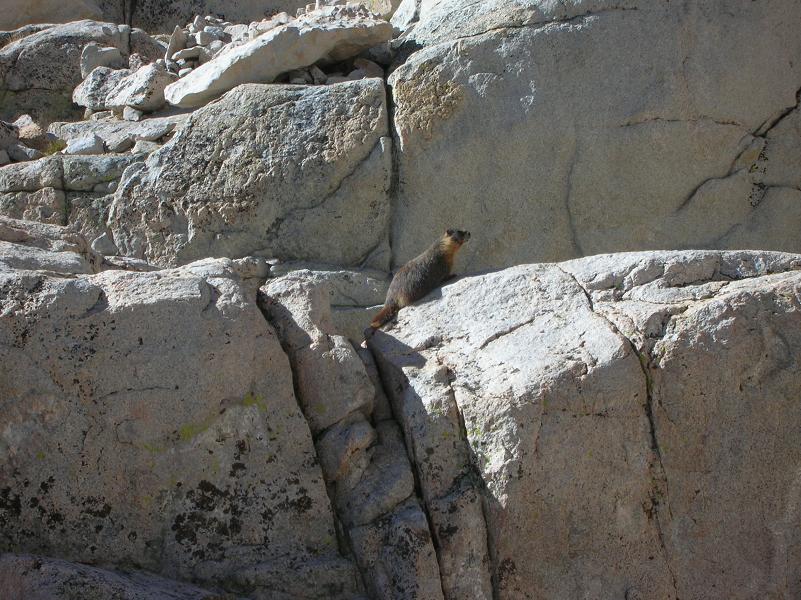 Mt Whitney Trail Camp - Marmot - Protect your food they will steal it!