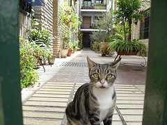 Cat looking at me from courtyard - Cordoba, Spain