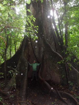 Huge ceiba tree in Arenal rainforest
