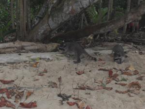 Racoons on the beach in Cahuita
