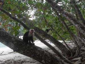 Monkey at the beach, Manuel Antonio