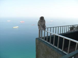 Barbary Macaque sitting on railing - Gibraltar