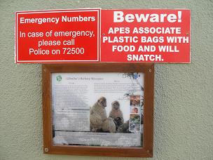 Beware of ape!  Barbary macaque warning