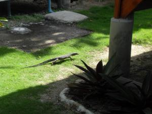 Some sort of lizard roaming thru the bungalows