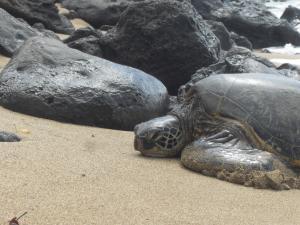 Close up of sea turtle on the beach