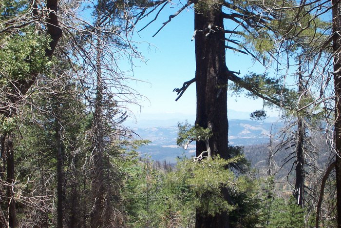 Still some green on top of mountain