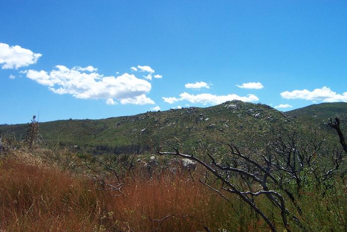 Looking east on ascent up Harvey Moore Trail