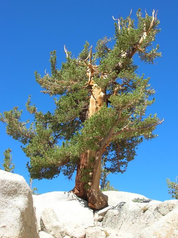 Pine Tree - Lone Pine Lake