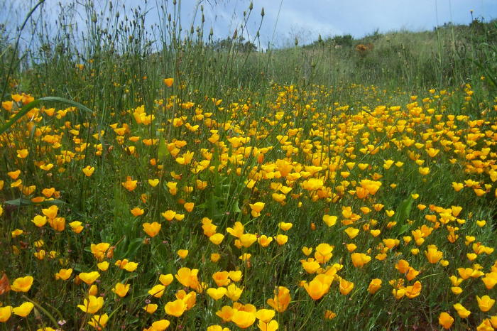 Wildflowers, Mission Trails Park