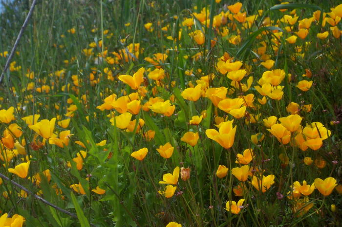 Wildflowers up close, Mission Trails Park