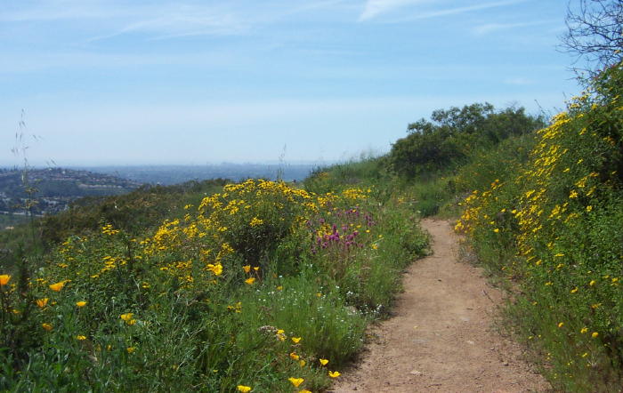 Trail View to Pyles Peak