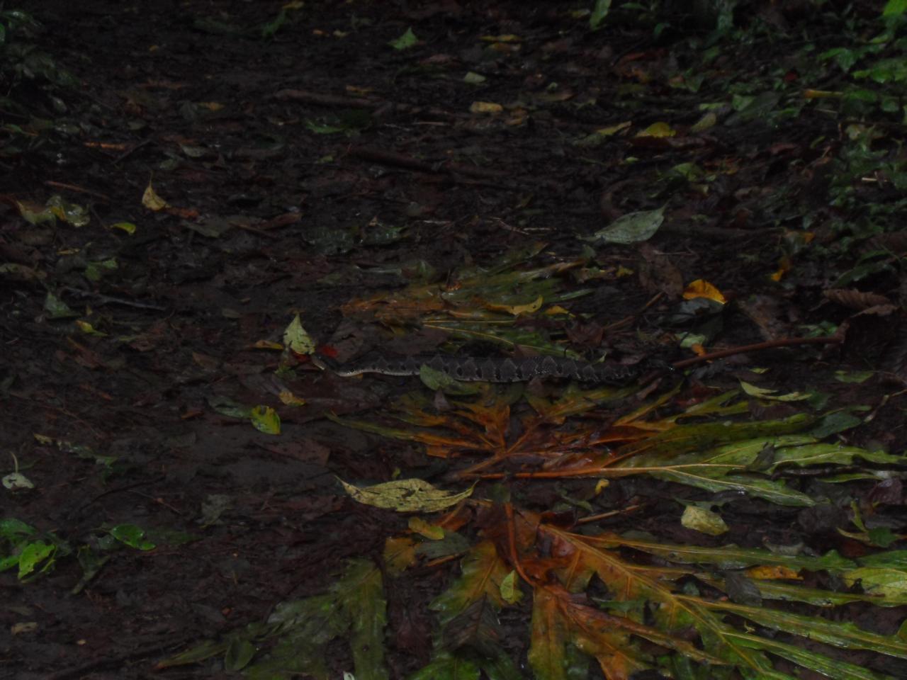 Jumping pit viper in the trail, Arenal volcano