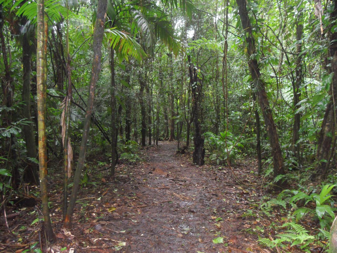 Hiking in the rain forest at Volcan Arenal
