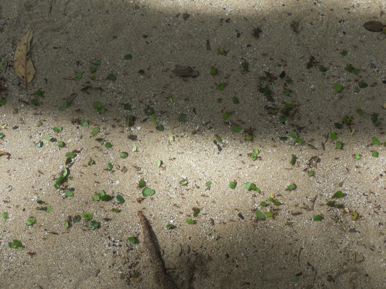 Leaf cutter ants carrying pieces of leaves