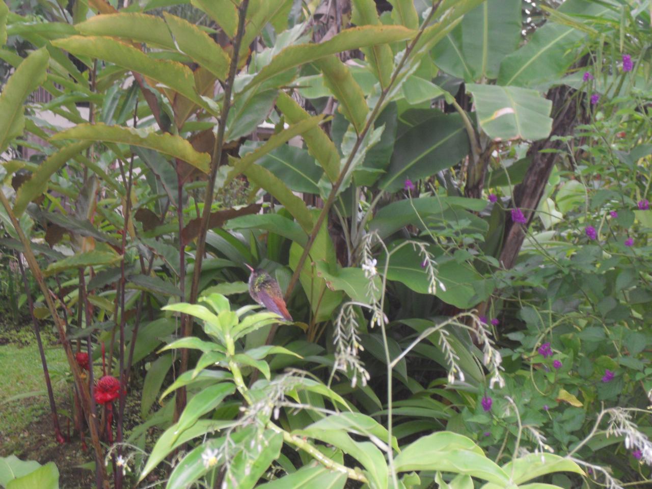 Hummingbird at Casa Luna Hotel