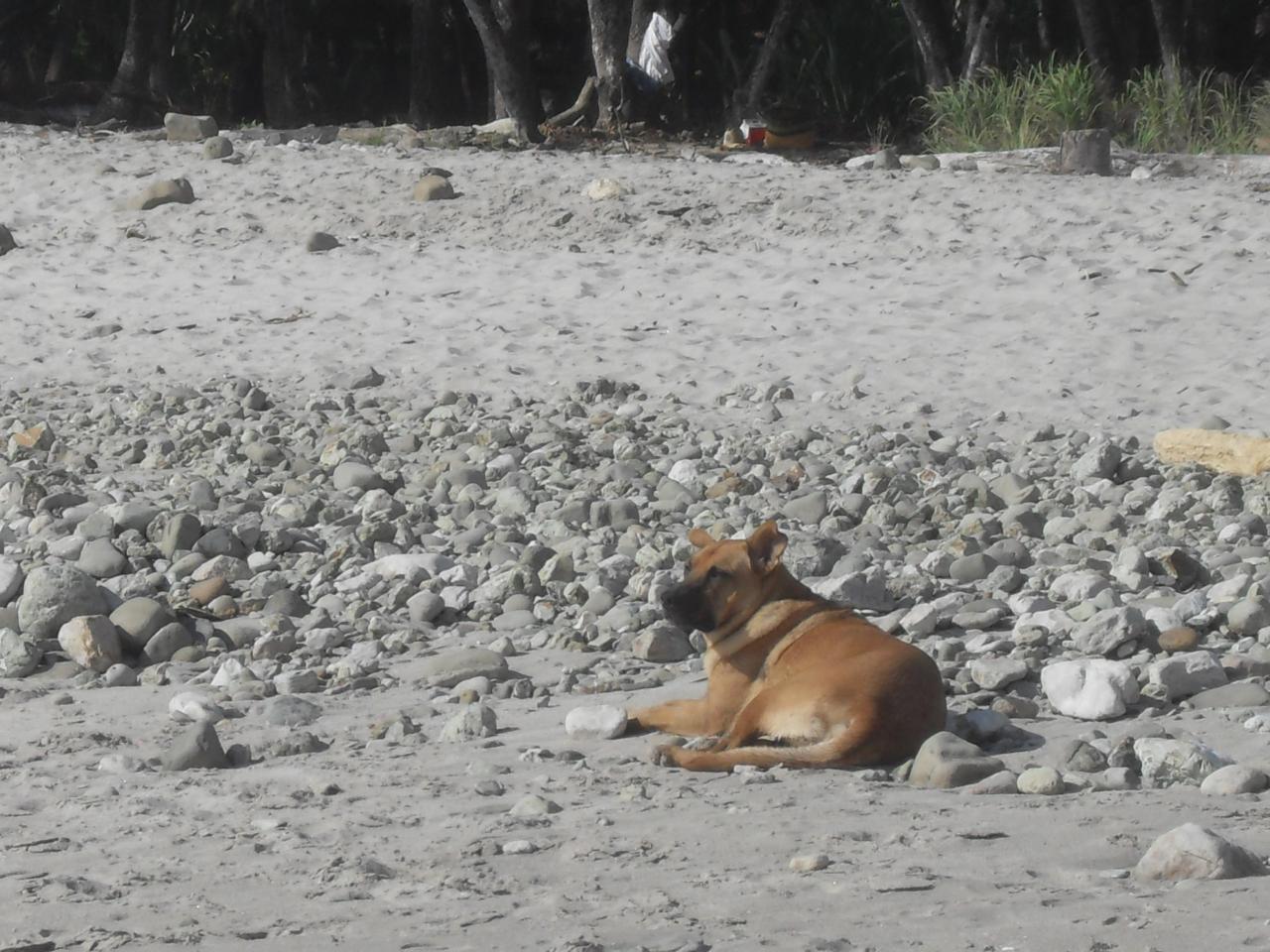 Life is good in Mal Pais - Chillin Dog