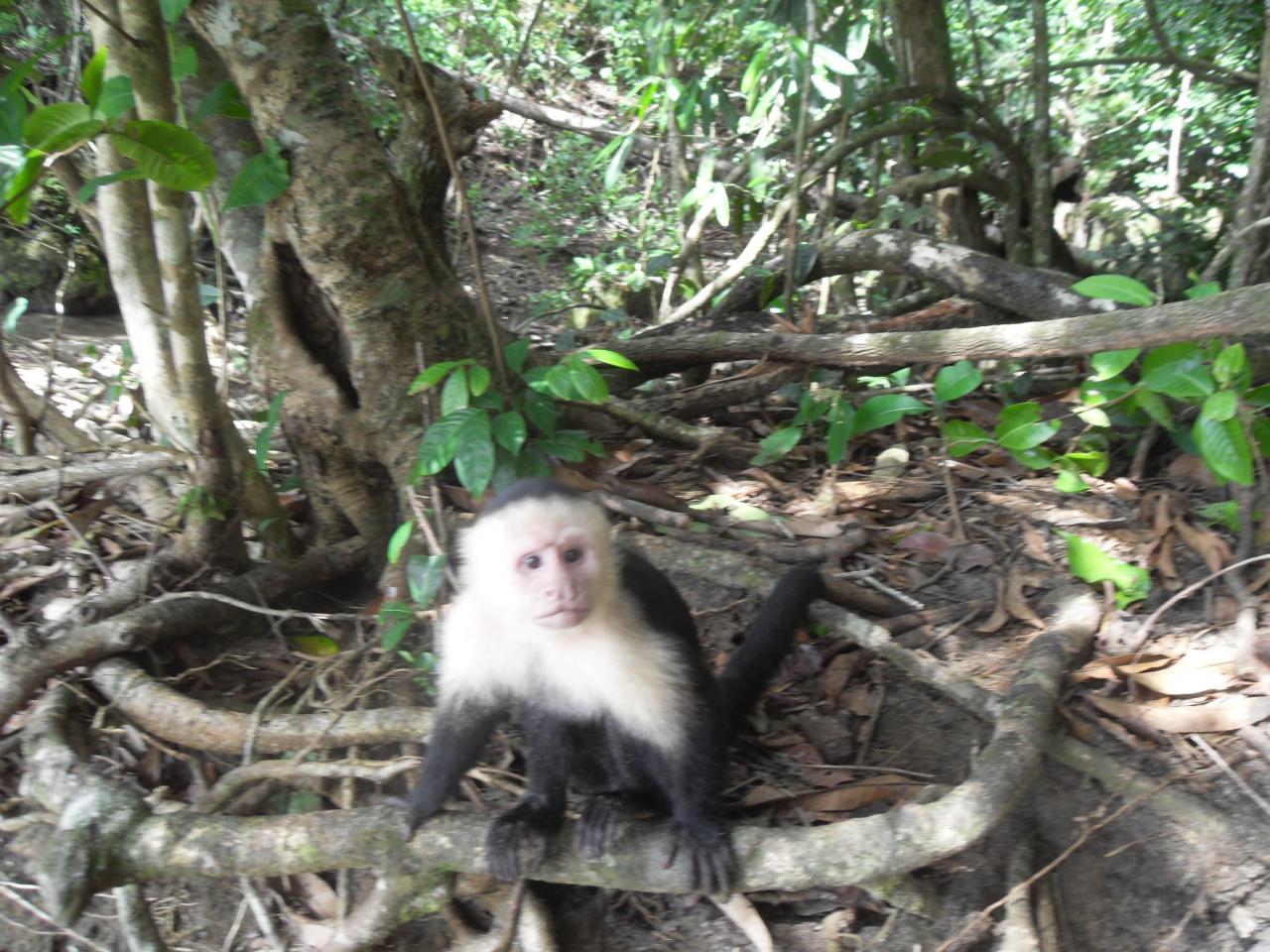 Monkey at the beach, Manuel Antonio