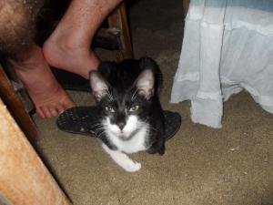 Cat under the table during dinner, Puerto Viejo