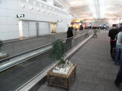 Interesting little trees in Guangzhou Airport