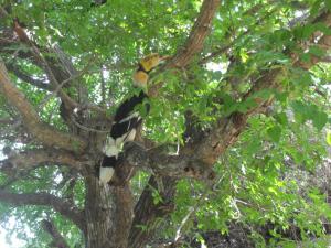 Crazy bird on Ko Mah