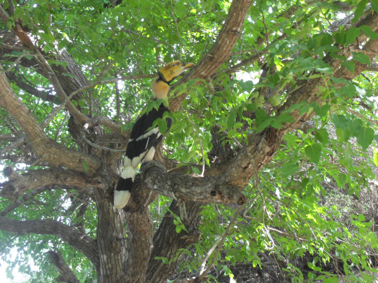 Crazy bird on Ko Mah