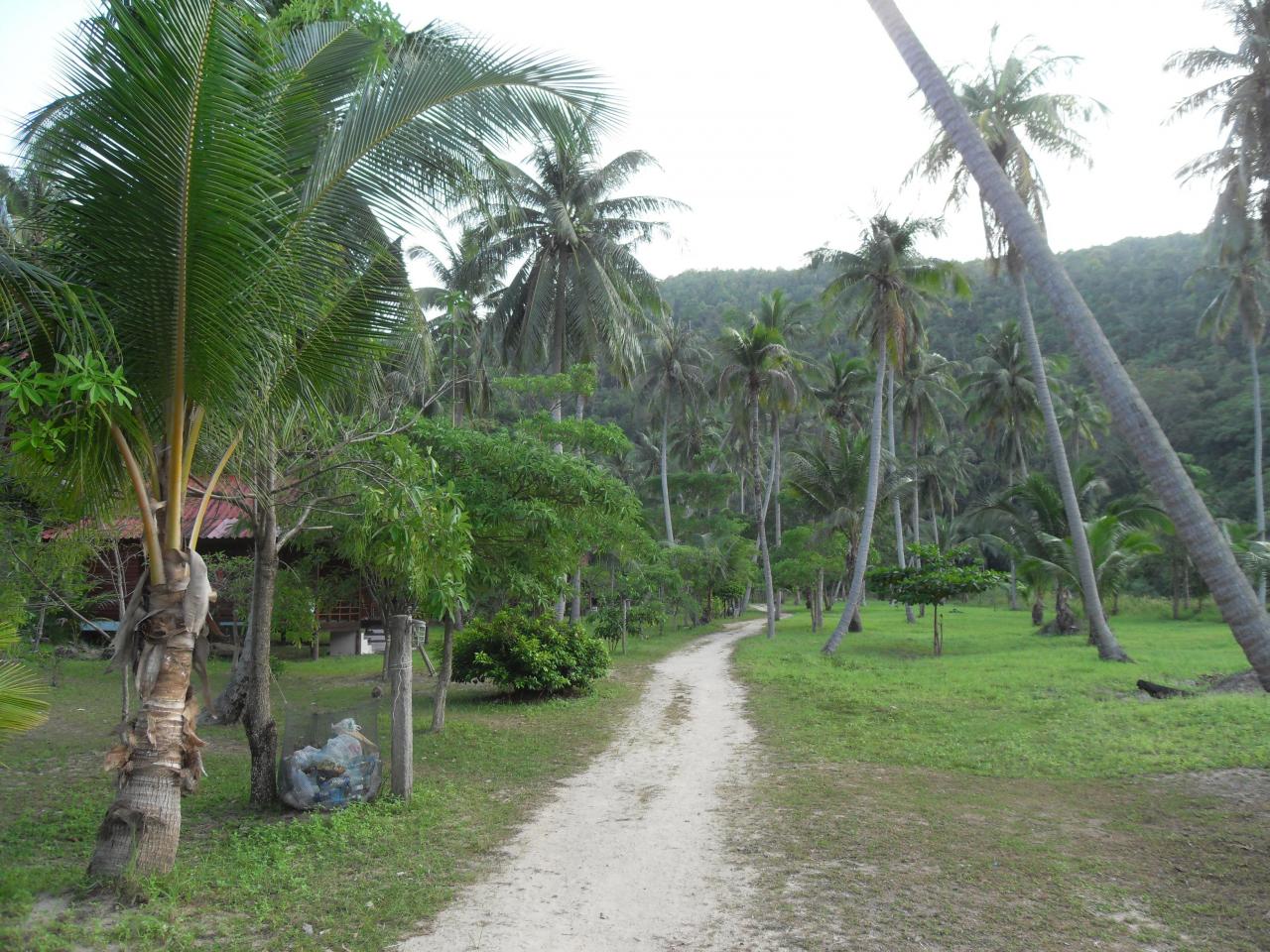 Path to waterfall - Koh Phangan