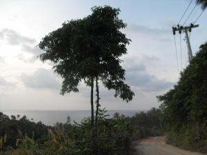 Road down to Haad Tian Resort