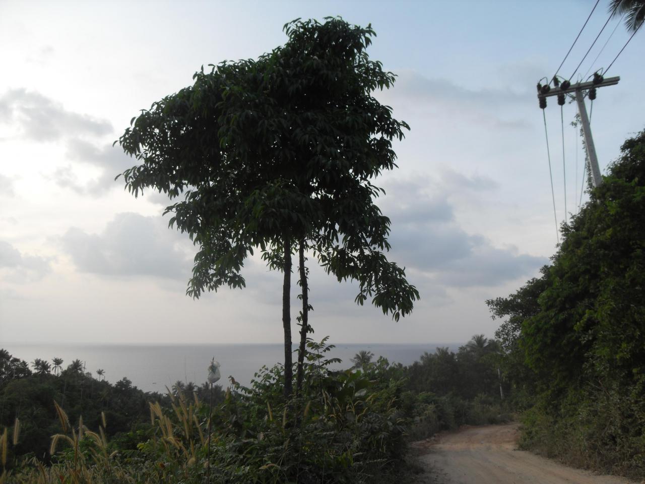 Road down to Haad Tian Resort