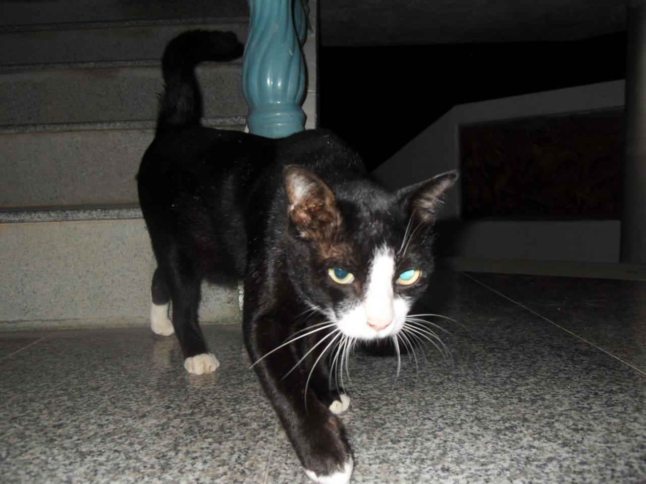 Curious cat outside our door