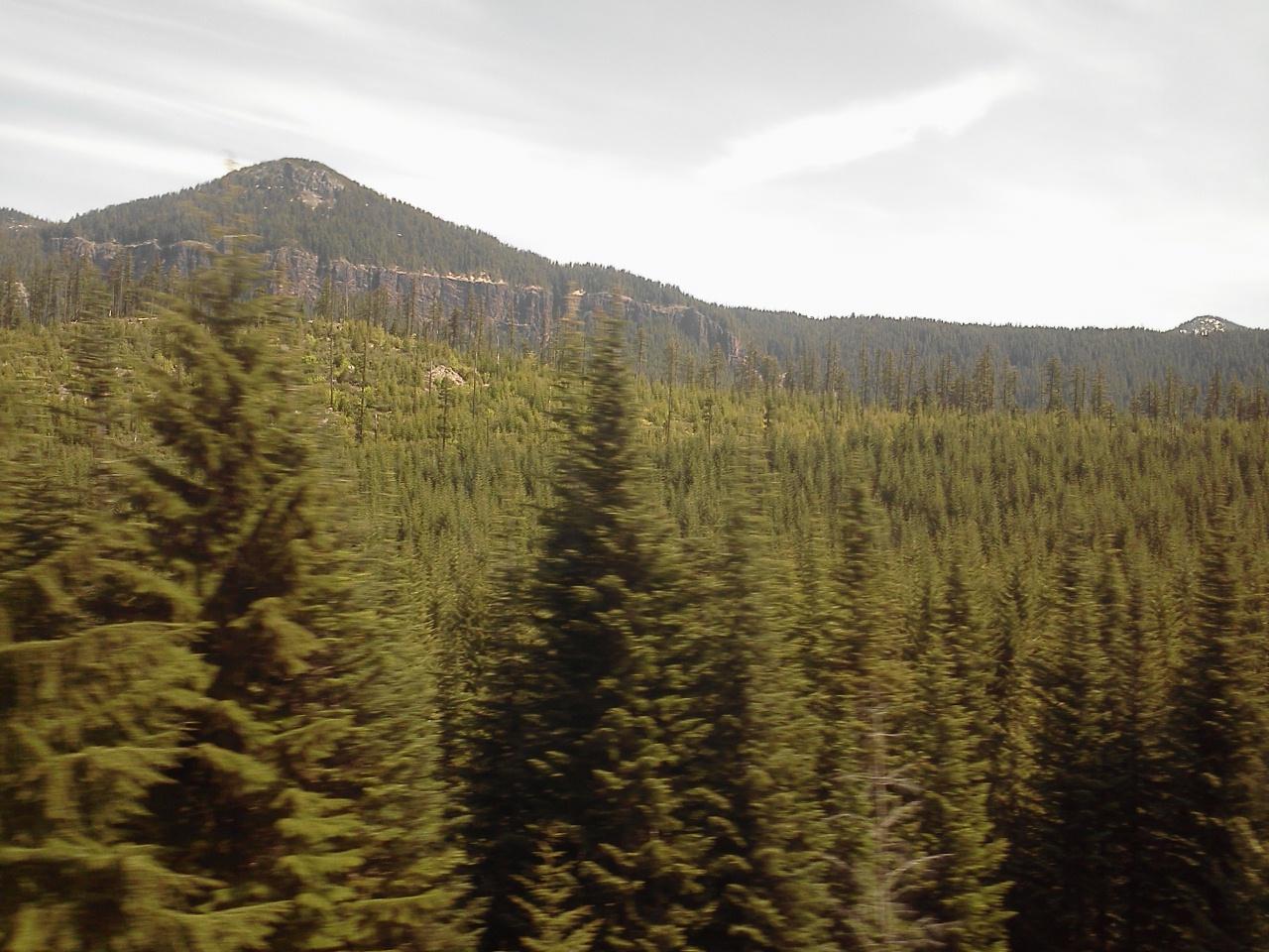 Going through Willamette National Forest