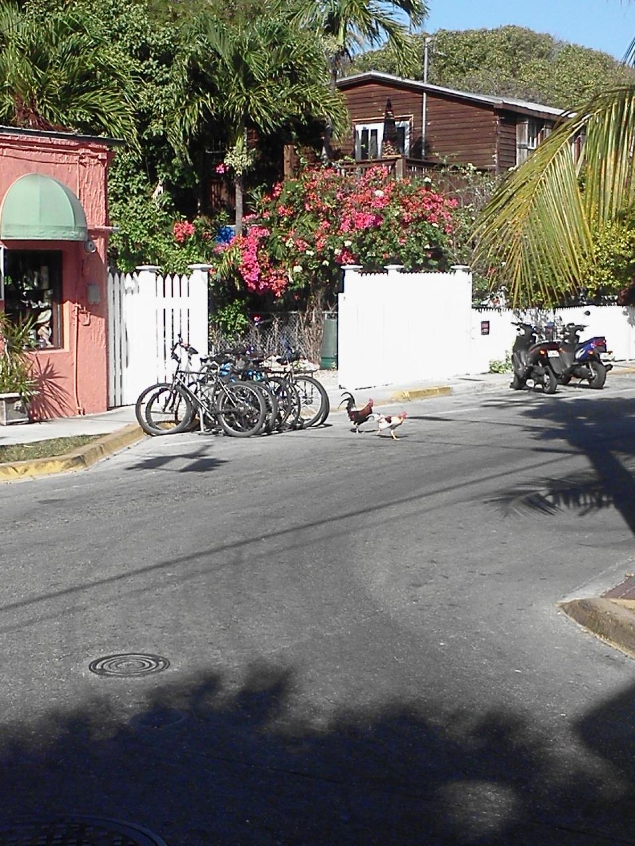 Not sure if this was a cockfight or chasing the female