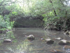Near waterfall off the Road to Hana