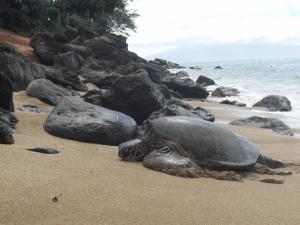 Sea turtle on the beach next to us